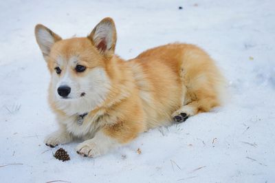 View of a dog on snow