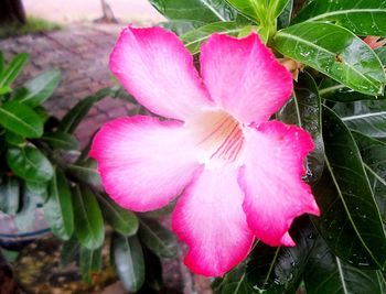 Close-up of pink hibiscus blooming outdoors