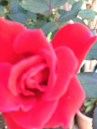 Close-up of red flower