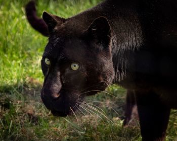 Close-up of black cat lying on grass