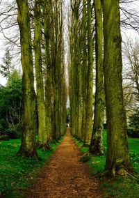 Footpath amidst trees in forest