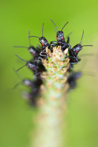 Close-up of insect