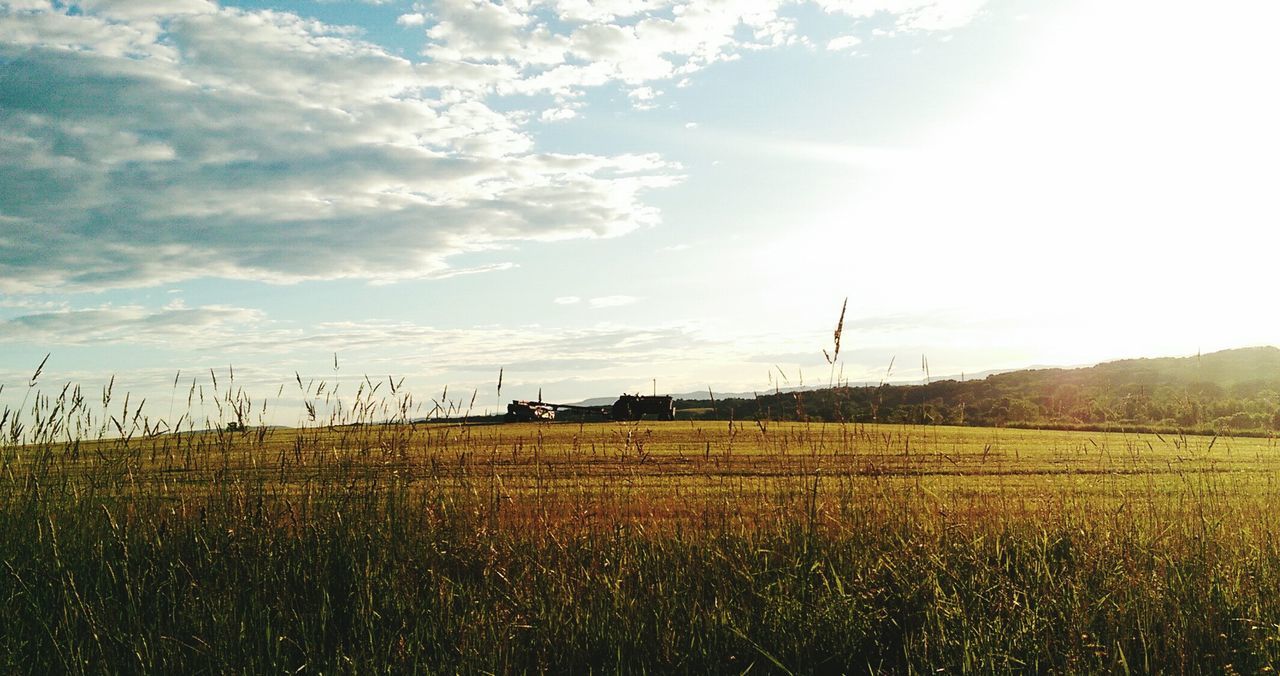 field, rural scene, landscape, agriculture, sky, farm, tranquil scene, beauty in nature, tranquility, growth, nature, scenics, crop, grass, cloud - sky, cultivated land, yellow, cloud, plant, wind power