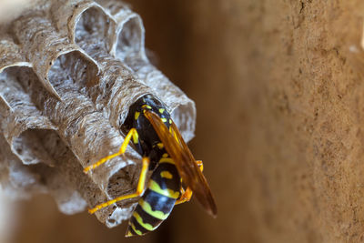 Female paper wasp building her nest