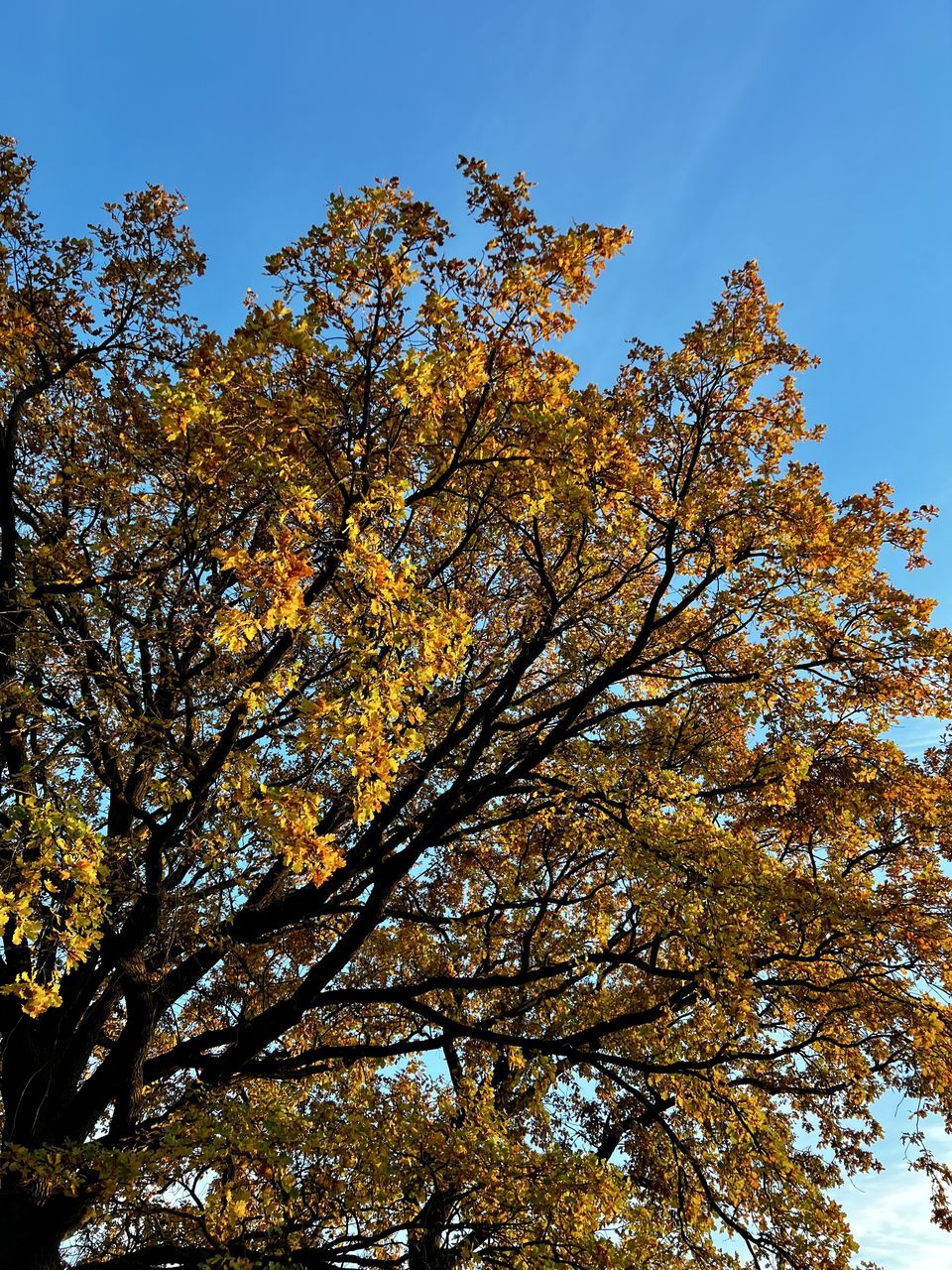 tree, plant, sky, autumn, nature, beauty in nature, low angle view, leaf, no people, branch, growth, outdoors, yellow, tranquility, plant part, day, sunlight, scenics - nature, clear sky, blue, environment, orange color, land