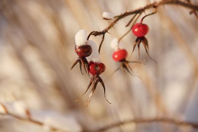 Close-up of red berries on plant