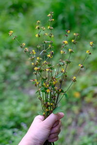 Close-up of hand holding flowering plant