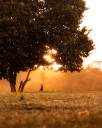 Scenic view of field