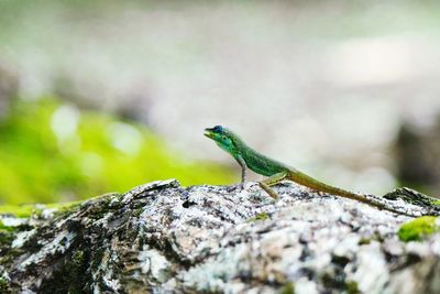 Close-up of lizard on rock