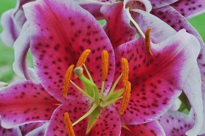 Close-up of pink day lily