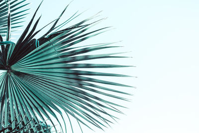 Low angle view of palm tree against clear sky