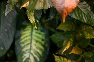 Close-up of water drops on leaves