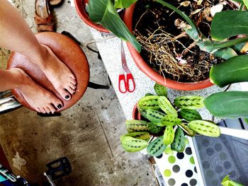 Low section of woman standing on stool by potted plants