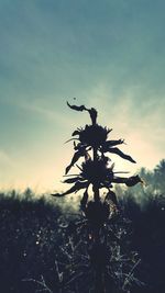 Close-up of silhouette tree against sky