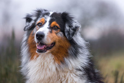 Close-up of dog looking away