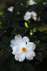 Close-up of white flowering plant