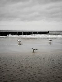 Seagulls on beach