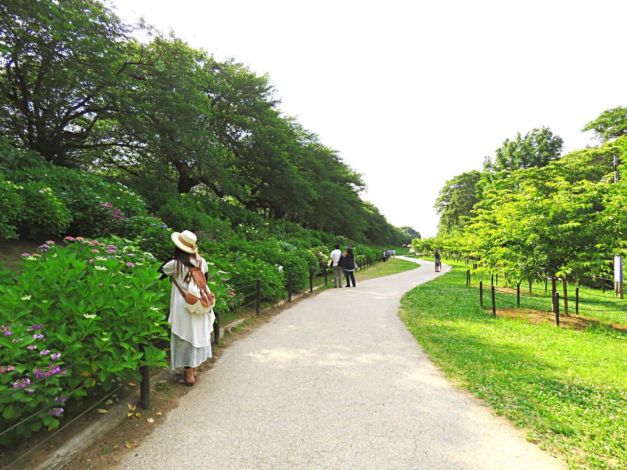 tree, growth, walking, nature, green color, day, grass, full length, clear sky, real people, outdoors, women, beauty in nature, sky