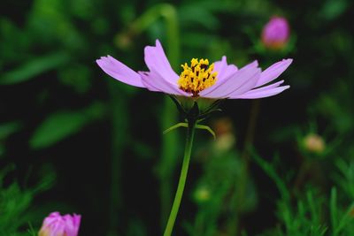 Close-up of pink flower