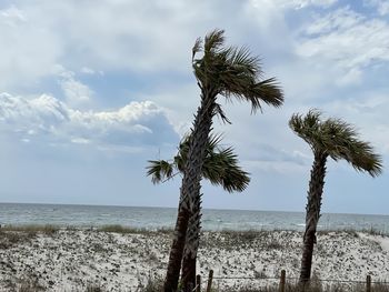 Coconut palm trees on beach against sky