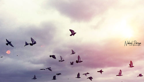 Low angle view of birds flying in sky