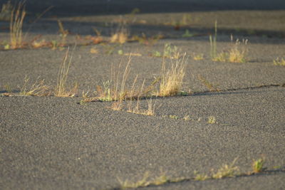 Close-up view of road