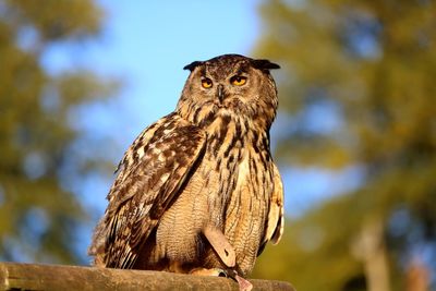 Low angle view of owl perching on tree