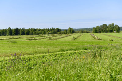 Scenic view of agricultural field against sky