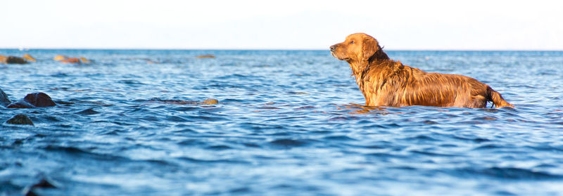 Dog swimming in sea