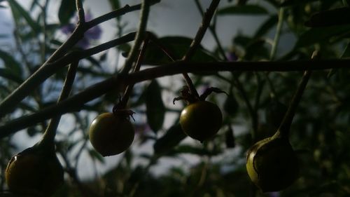 Close-up of fruits on tree