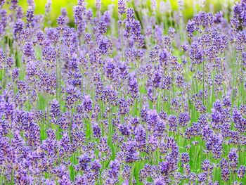 Close-up of purple flowering plants on field