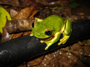 Close-up of frog on leaves