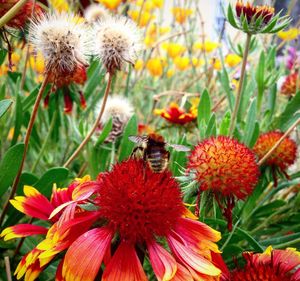 Close-up of insect on red flowers