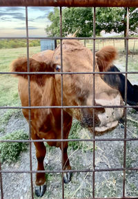 Cows standing in a fence