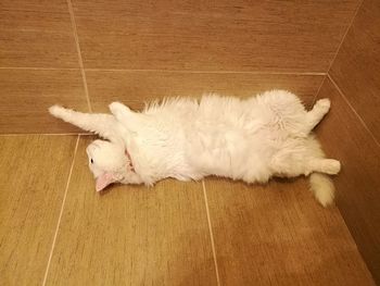 High angle view of cat sleeping on hardwood floor