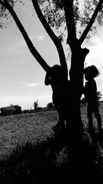 Low angle view of trees on field