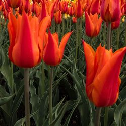 Close-up of red poppy blooming outdoors