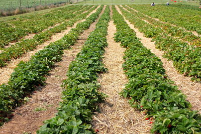 Scenic view of strawberry field