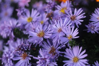 Close-up of purple flowers blooming outdoors