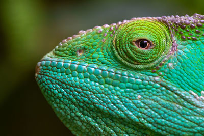 Close-up of lizard