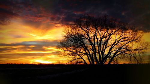 Silhouette of trees at sunset