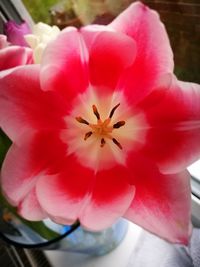 Close-up of pink flower