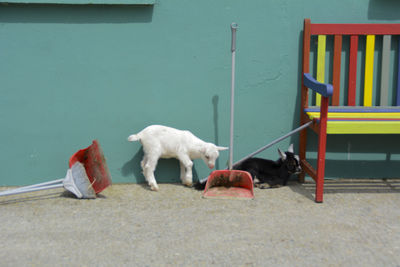 Kid goats by bench against wall