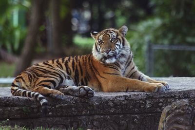 Tiger relaxing outdoors