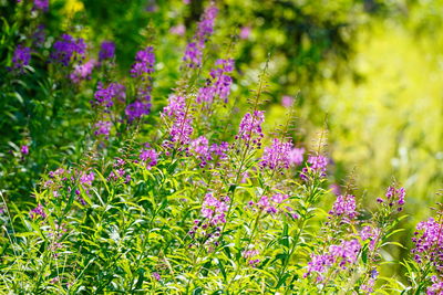 Close-up of purple flowers in garden