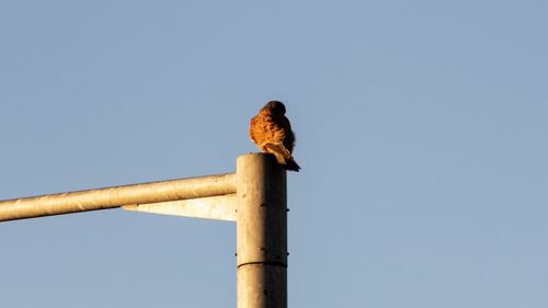 Low angle view of bird perching on pole against clear sky
