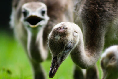 Close-up of an ostrich on field