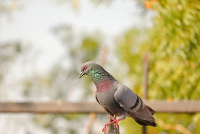 Close-up of pigeon perching on plant