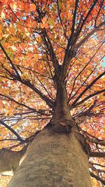 Low angle view of tree during autumn