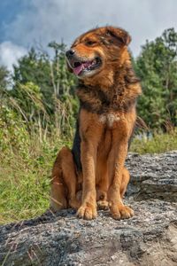 Portrait of a dog looking away